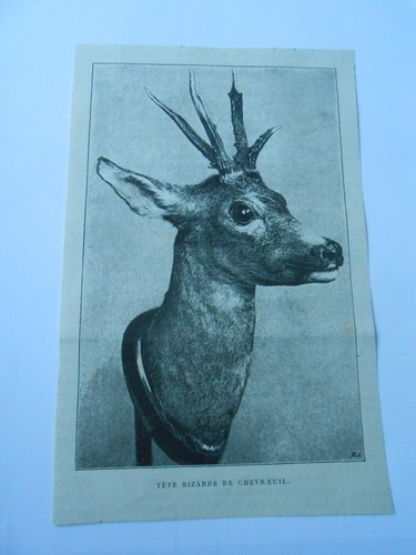 Gravure 1889 tête bizarre - tête,