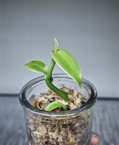 Rare vanilla pompona - vanilla,
