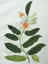 Flora De La Real Expedicion Mutis Passionflower, 1954 Passiflora Maraquitensis