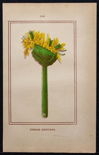 1886 grande gentiane - gentiane,