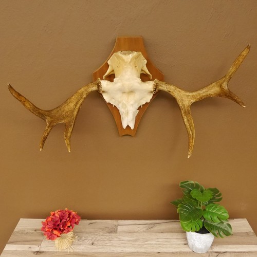 Elch petit bois - elch, cerf