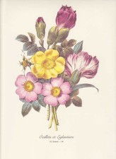 Nelken Hundsrose Rose Canina