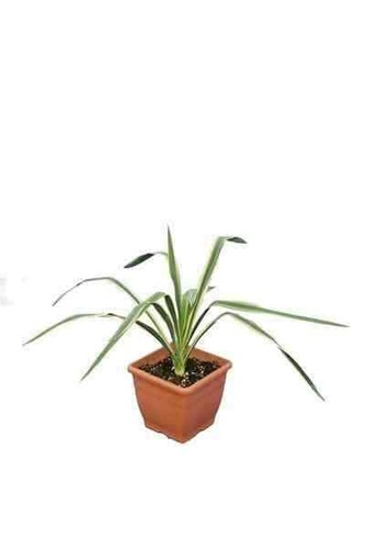 Yucca filamentosa - filamentosa, (