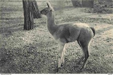 Animaux - Lamas - Parc Zoologique du Bois de Vincennes de Paris - Jeune Guanaco