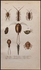1850 - Crustacés (Daphnie, poux, ligie, Aselle) - Gravure ancienne en couleurs