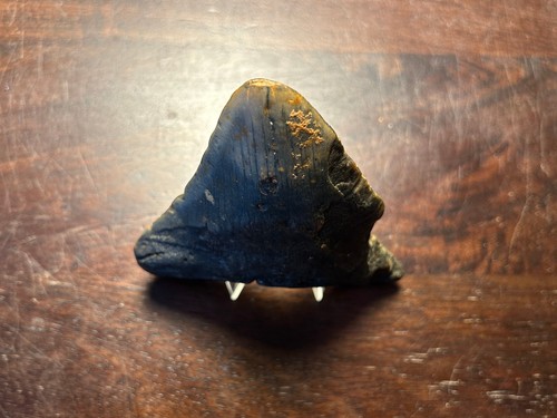 Grande dent megalodon - grande, fossile