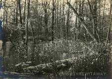 c1915 Photo Photograph Indiana IN Peru Trees Creek Swamp B&W Artistic Image