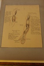 Ancienne planche anatomique dessin au crayon et encre ....curiosité sciences 