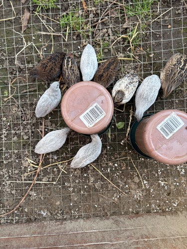 Oeuf feconde caille de - oeuf,