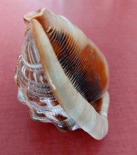 Casque Naturel de Bouche de