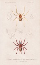 Mygale Quoyi Araignée Insecte