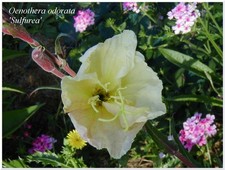 Oenothera odorata Sulfurea - rustique - 1 plant
