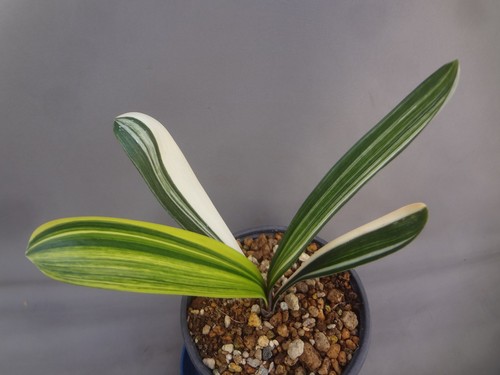 Clivia miniata white shima
