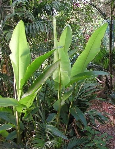 Heliconia schiedeana 1 - heliconia,