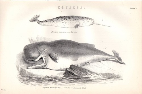 1880 imprimé naturel - 1880, imprimé~naturel