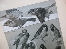 ETUDES D' ANIMAUX  MATHURIN