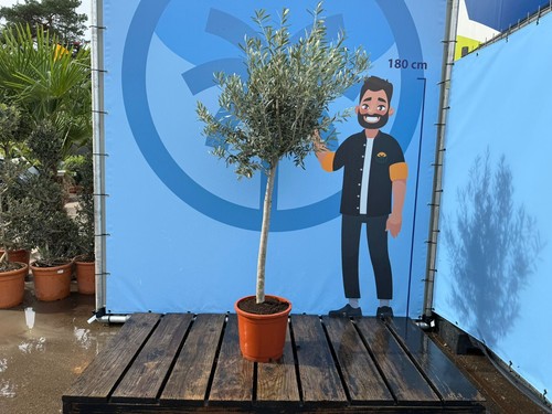 Sunny tree olivier - -, huile