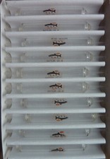 lot de 10 Bombette BERKLEY Trout Tec Rattler 10 gr peche truite Sbirulino balzer