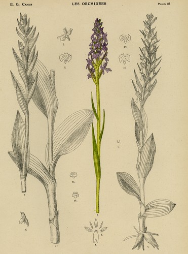 Antique print the - antique, print-the