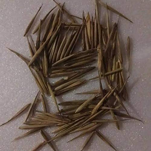 100 rare black bamboo - 100+, seeds