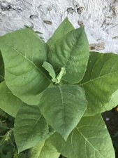 11000 Graines De Tabacs Lot De