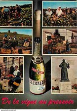 Carte Postale - Vignes -