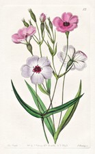 Viscaria Oculata Blume
