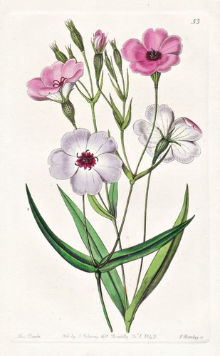 Viscaria oculata blume - viscaria,