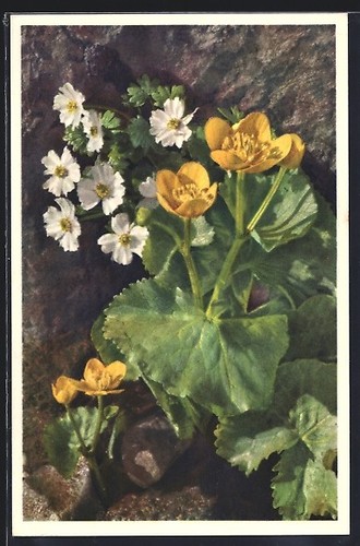 Carte postale photo emanuel - carte,