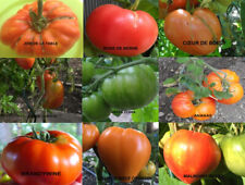 LOTS DE 5 X20 GRAINES DE