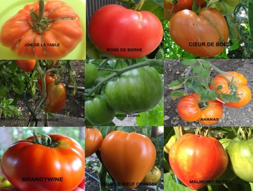 Lots x20 graines de - lots,