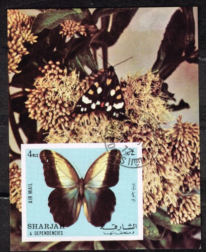 Sharjah fauna butterflies and - fauna,