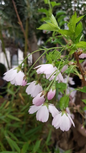 Prunus incisa midori zakura - incisa, 'midori-zakura'