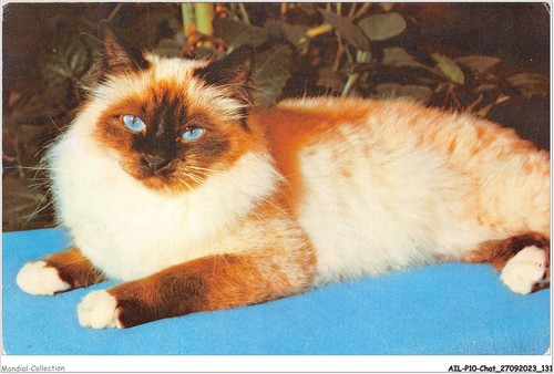 Ailp10 1009 chat sacré - chat,