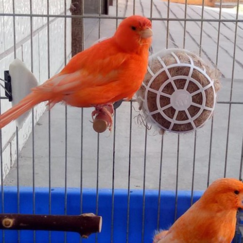 Accessoires oiseaux pack