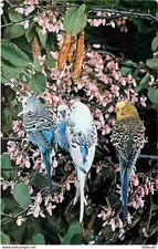 Animaux - Oiseaux - Perruches - CPM - Voir Scans Recto-Verso