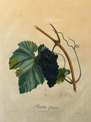 Poiteau pomologie - la,