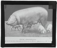 Truie Craonnaise, porcelet, photo ancienne plaque de verre, positif 8,5x10 cm