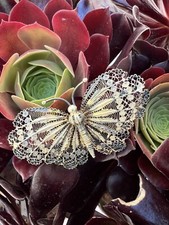 Importante Broche Papillon - Argent Massif - Vermeil Filigrane -Vintage -Ancien