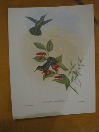 Gravure oiseau trochilus - gravure,