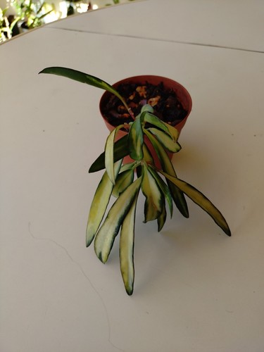Hoya wahetii variegata - wahetii,