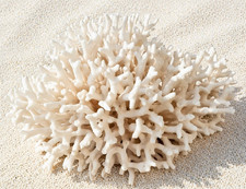 collection grand arbre  CORAIL