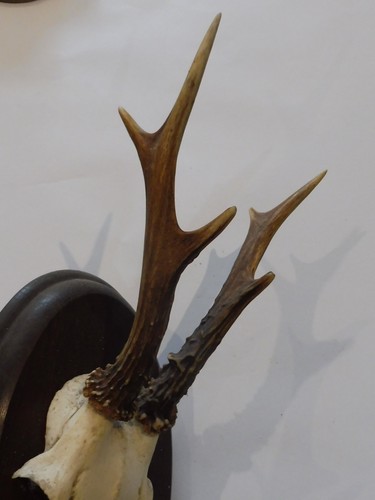 Trophee brocard chevreuil 19 - ,