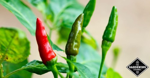 Tabasco poudre piment épicé