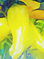 25 graines De Poivron Corne de