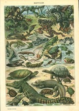 Document ancien reptiles recto