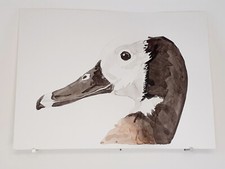 Dendrocygne veuf AQUARELLE