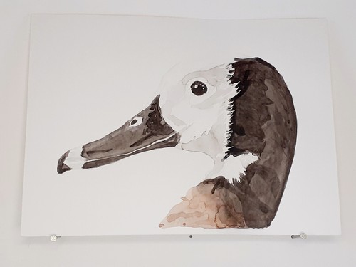 Dendrocygne veuf aquarelle - veuf,
