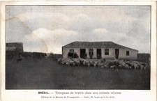 CPA AK Troupeau de brebis dans