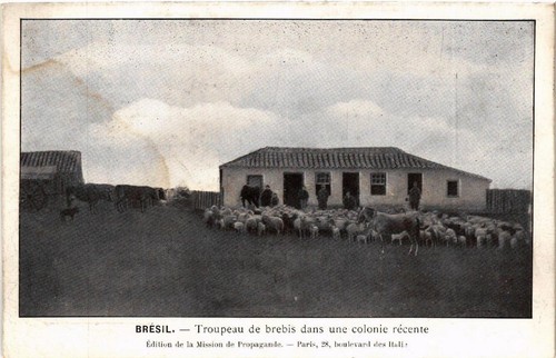 Cpa troupeau brebis dans - de,